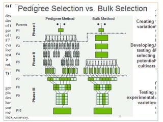 6) Pedigree method
It starts with the crossing of two genotypes, each of which have one or more
desirable characters lacked by the other. If the two original parents do not provide all of the
desired characters, a third parent can be included by crossing it to one of the hybrid progeny
of the first generation (F1). In the pedigree method superior types are selected in successive
generations, and a record is maintained of parent–progeny relationships. When the number
of families has been reduced to manageable proportions by visual selection, usually by the
F7 or F8 generation, precise evaluation for performance and quality begins. The final
evaluation of promising strains involves (1) observation, usually in a number of years and
locations, to detect weaknesses that may not have appeared previously; (2) precise yield
testing; and (3) quality testing.
 Selection 8 (Pusa Mukta) is a selection from EC 10109 X EC 24855, resistant to Black
rot. Developed at Katrain
7) The bulk-population method
The breeding differs from the pedigree method primarily in the handling of
generations following hybridization. The F2 generation is sown at normal commercial
planting rates in a large plot. Two types of artificial selection also are often applied: (1)
destruction of plants that carry undesirable major genes and (2) mass techniques such as
harvesting when only part of the seeds are mature to select for early maturing plants or the
use of screens to select for increased seed size. The chief advantage of the bulk population
method is that it allows the breeder to handle very large numbers of individuals
inexpensively. 35
 