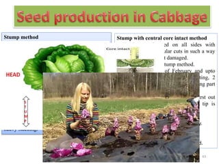 Stump method
• Heads examined for trueness to type
• Heads are cut just below the base by means of
sharp knife, keeping the stem with outer whorl
of leaves.
• Beheaded portion of plant is called stump.
• After dormancy is broken , buds sprout from
axils of all leaves and leaf scars.
Advantages:
• Extra income
• Matures 12 - 15 days earlier.
• Seed yield is increased.
Disadvantages:
• Flowering shoots are decumbent and requires
heavy stacking.
Stump with central core intact method
• Heads are chopped on all sides with
downward perpendicular cuts in such a way
that central core is not damaged.
• Improvement over stump method.
• During last week of February and upto
15th March when head starts bursting, 2
vertical cuts are given.(Central growing part
not injured)
• In absence of such cuts, heads burst out
irregularly and sometimes growing tip is
broken.
Advantages:
• Very heavy stacking is not necessary.
• Seed yield is increased.
Disadvantages:
• Chopped heads cannot be marketed.
43
 