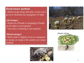 Head intact method
• Head is kept intact and only a cross-cut is
given to facilitate the emergence of stalk.
Advantages:
• Removal of heads or chopping of heads
on all sides is not required.
• Very heavy stacking is not required.
Disadvantages:
• Seed yield is slightly lower as compared
to stump, or stump with central core intact
method.
44
 