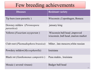 Few breeding achievements
Diseases Resistant variety
Tip burn (non-parasitic ) Wisconsin ,Copenhagen, Bonaza
Downey mildew (Peronospora
parasitica)
january king
Yellows (Fusarium oxysporum ) Wisconsin ball head ,improved
wisconsin ,ball head ,marion market
Club root (Plasmadiophora brassica) Miher , late moscow,white russian
Powdery mildew(Mycospharella) louisiana
Black rot (Xanthomonas campestris ) Pusa mukta , louisiana
Mosaic ( several viruses) Badger ball head
45
 