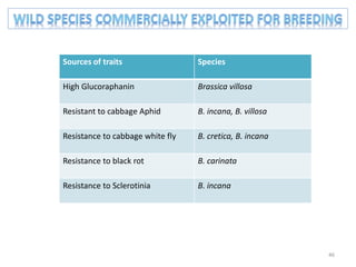 Sources of traits Species
High Glucoraphanin Brassica villosa
Resistant to cabbage Aphid B. incana, B. villosa
Resistance to cabbage white fly B. cretica, B. incana
Resistance to black rot B. carinata
Resistance to Sclerotinia B. incana
46
 