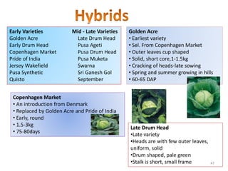 Early Varieties Mid - Late Varieties
Golden Acre Late Drum Head
Early Drum Head Pusa Ageti
Copenhagen Market Pusa Drum Head
Pride of India Pusa Muketa
Jersey Wakefield Swarna
Pusa Synthetic Sri Ganesh Gol
Quisto September
Copenhagen Market
• An introduction from Denmark
• Replaced by Golden Acre and Pride of India
• Early, round
• 1.5-3kg
• 75-80days
Golden Acre
• Earliest variety
• Sel. From Copenhagen Market
• Outer leaves cup shaped
• Solid, short core,1-1.5kg
• Cracking of heads-late sowing
• Spring and summer growing in hills
• 60-65 DAP
Late Drum Head
•Late variety
•Heads are with few outer leaves,
uniform, solid
•Drum shaped, pale green
•Stalk is short, small frame 47
 