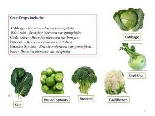 Cole Crops include:
Cabbage - Brassica olerace var capitata
Kohl rabi - Brassica oleracea var gongylodes
Cauliflower - Brassica oleracea var botrytis
Broccoli - Brassica oleracea var italica
Brussels Sprouts - Brassica oleracea var gemmifera
Kale - Brassica oleracea var acephala
Cabbage
Knol-khol
CauliflowerBroccoliBrussel sprouts
Kale
5
 