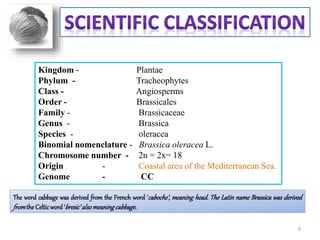 Kingdom - Plantae
Phylum - Tracheophytes
Class - Angiosperms
Order - Brassicales
Family - Brassicaceae
Genus - Brassica
Species - oleracea
Binomial nomenclature - Brassica oleracea L.
Chromosome number - 2n = 2x= 18
Origin - Coastal area of the Mediterranean Sea.
Genome - CC
The word cabbage was derived from the French word ‘caboche’, meaning head. The Latin name Brassica was derived
fromthe Celticword‘bresic’alsomeaningcabbage.
9
 