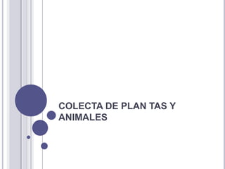 COLECTA DE PLAN TAS Y ANIMALES 