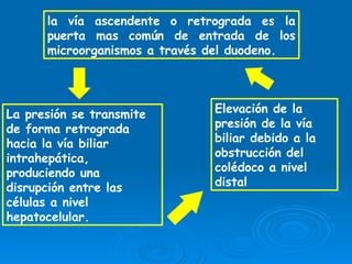 coledoco la coledocolitiasis una patologia prevalente | PPTX