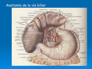 coledoco la coledocolitiasis una patologia prevalente | PPTX