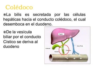 Coledocolitiasis 2015 | PPTX