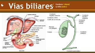 COLEDOCOLITIASIS. Anatomía, definiciones y patogenia | PPTX