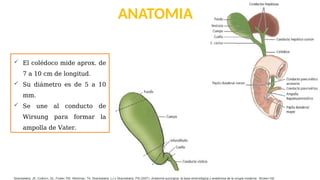 PATOLOGIAS DE VESICULA BILIAR; COLEDOCOLITISASIS | PPTX