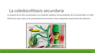 La coledocolitiasis secundaria
La mayoría de los litos encontrados en el conducto colédoco son procedentes de la vesícula biliar, en el 80-
85% de los casos. Estos al ser provenientes de la vesícula, están compuestos mayormente de colesterol.
DeCourtney M. Townsend, Jr., R. Daniel Beauchamp, B. Mark Evers y Kenneth L. Mattox. (2018) Sabiston ´´Tratado de cirugía, Fundamentos biológicos de la práctica quirúrgica moderna´´ 20°a edición. Elsevier España.
 