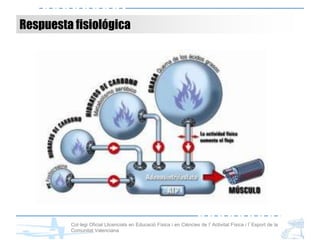 Col·legi Oficial Llicenciats en Educació Física i en Ciències de l’Activitat Física i l’Esport de la
Comunitat Valenciana
Respuesta fisiológica
 