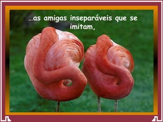 … as amigas inseparáveis que se imitam, 