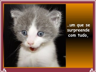 … um que se surpreende com tudo, 