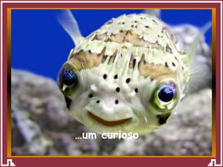 … um curioso  