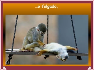 … o folgado, 