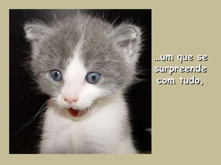 …um que se surpreende com tudo,