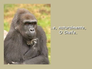 …e, naturalmente, O Chefe.