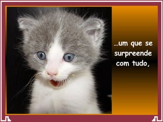 … um que se surpreende com tudo, 