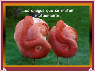 … os amigos que se imitam mutuamente, 
