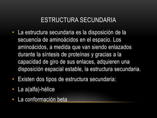 ESTRUCTURA SECUNDARIA
• La estructura secundaria es la disposición de la
secuencia de aminoácidos en el espacio. Los
aminoácidos, a medida que van siendo enlazados
durante la síntesis de proteínas y gracias a la
capacidad de giro de sus enlaces, adquieren una
disposición espacial estable, la estructura secundaria.
• Existen dos tipos de estructura secundaria:
• La a(alfa)-hélice
• La conformación beta
 