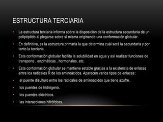 ESTRUCTURA TERCIARIA
• La estructura terciaria informa sobre la disposición de la estructura secundaria de un
polipéptido al plegarse sobre sí misma originando una conformación globular.
• En definitiva, es la estructura primaria la que determina cuál será la secundaria y por
tanto la terciaria..
• Esta conformación globular facilita la solubilidad en agua y así realizar funciones de
transporte , enzimáticas , hormonales, etc.
• Esta conformación globular se mantiene estable gracias a la existencia de enlaces
entre los radicales R de los aminoácidos. Aparecen varios tipos de enlaces:
• el puente disulfuro entre los radicales de aminoácidos que tiene azufre.
• los puentes de hidrógeno.
• los puentes eléctricos.
• las interacciones hifrófobas.
 