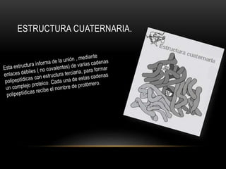ESTRUCTURA CUATERNARIA.
 