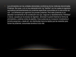 • Los aminoácidos son las unidades elementales constitutivas de las moléculas denominadas
Proteínas. Son pues, y en un muy elemental símil, los "ladrillos" con los cuales el organismo
reconstituye permanentemente sus proteínas específicas consumidas por la sola acción de
vivir. Los alimentos que ingerimos nos proveen proteínas. Pero tales proteínas no se
absorben normalmente en tal constitución sino que, luego de su desdoblamiento ("hidrólisis"
o rotura), causado por el proceso de digestión, atraviesan la pared intestinal en forma de
aminoácidos y cadenas cortas de péptidos. Esas sustancias se incorporan inicialmente al
torrente sanguíneo y, desde allí, son distribuidas hacia los tejidos que las necesitan para
formar las proteínas, consumidas durante el ciclo vital.
 