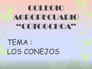 COLEGIO
AGROPECUARIO
“COTOGCHOA”
TEMA :
LOS CONEJOS

 