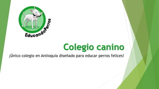 Colegio canino
¡Único colegio en Antioquia diseñado para educar perros felices!
 