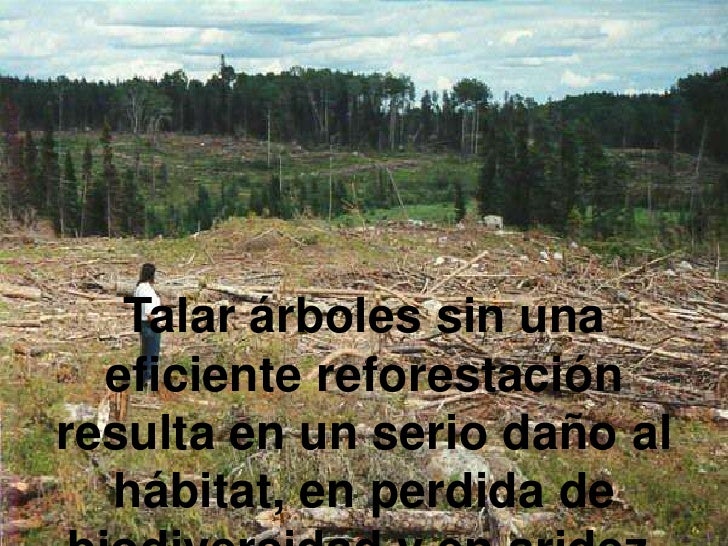 tala de arboles 4 728