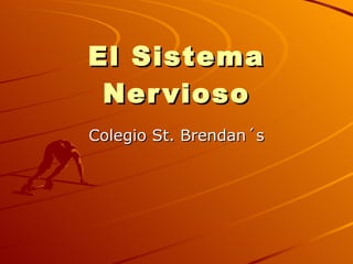 El Sistema Nervioso Colegio St. Brendan´s 