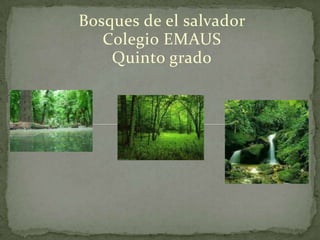 Bosques de el salvador  Colegio EMAUS Quinto grado . 