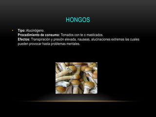 HONGOS
• Tipo: Alucinógeno.
Procedimiento de consumo: Tomados con te o masticados.
Efectos: Transpiración y presión elevada, nauseas, alucinaciones extremas las cuales
pueden provocar hasta problemas mentales.
 