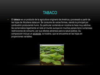 TABACO
• El tabaco es un producto de la agricultura originario de América y procesado a partir de
las hojas de Nicotiana tabacum. Se consume de varias formas, siendo la principal por
combustión produciendo humo. Su particular contenido en nicotina la hace muy adictiva.
Se comercializa legalmente en todo el mundo aunque en muchos países tiene numerosas
restricciones de consumo, por sus efectos adversos para la salud pública. Su
composición incluye un alcaloide, la nicotina, que se encuentra en las hojas en
proporciones variables.
 
