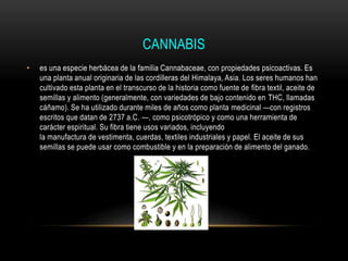 CANNABIS
• es una especie herbácea de la familia Cannabaceae, con propiedades psicoactivas. Es
una planta anual originaria de las cordilleras del Himalaya, Asia. Los seres humanos han
cultivado esta planta en el transcurso de la historia como fuente de fibra textil, aceite de
semillas y alimento (generalmente, con variedades de bajo contenido en THC, llamadas
cáñamo). Se ha utilizado durante miles de años como planta medicinal —con registros
escritos que datan de 2737 a.C. —, como psicotrópico y como una herramienta de
carácter espiritual. Su fibra tiene usos variados, incluyendo
la manufactura de vestimenta, cuerdas, textiles industriales y papel. El aceite de sus
semillas se puede usar como combustible y en la preparación de alimento del ganado.
 