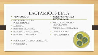 LACTAMICOS BETA
• PENICILINAS
• (SUCEPTIBLES A LA
PENICILINASA)
• AMPICILINA
• IMIPINEM Y CILASTATINA
• PENICILINA G BENZATAZIDICA
• PENICILINA G PROCAINICA
• PENICILINA G SODICA CRISTALINA
• PENICILINA V
• RESISTENTES A LA
PENICILINASA
• AMOXCILINA+ACIDO
CLAVULANICO
• AMPICILINA +SUBLACTAN
• DICLOXACILINA
• FLUCOXACILINA
 