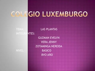 COLEGIO LUXEMBURGO TEMA:                   LAS PLANTAS INTEGRANTES: GUZMAN EVELYN VERA JENNY ZOTAMINGA NEREIDA NIVEL:                    BASICO                              8VO AÑO 