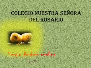 Colegio nuestra señora
       del rosario




Sergio Andrés medina
        7-1
 