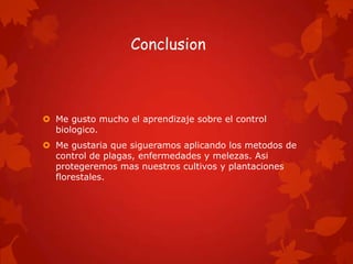 Conclusion



 Me gusto mucho el aprendizaje sobre el control
  biologico.
 Me gustaria que sigueramos aplicando los metodos de
  control de plagas, enfermedades y melezas. Asi
  protegeremos mas nuestros cultivos y plantaciones
  florestales.
 