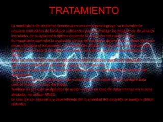 TRATAMIENTO
La mordedura de serpiente venenosa en una emergencia grave, su tratamiento
requiere cantidades de biológico suficientes para neutralizar los miligramos de veneno
inoculado, de su aplicación óptima depende la evolución del cuadro clínico.
Es importante controlar la evolución clínica del caso para determinar las dosis de suero
necesarias para el tratamiento. Los accidentes ofídicos en los niños son siempre más
graves, la dosis total a emplear nunca debe ser inferior a la recomendada para un
adulto.
Ante la evidencia de procesos infecciosos sobre añadidos, puede ser necesario
administra antibióticos de amplio espectro vía intravenosa.
También se debe administrar toxoide tetánico una vez restablecido los tiempos de
coagulación.
La administración de corticosteroide y antihistamínico debe hacerse siempre bajo
control médico, en caso de shock.
También es útil usar analgésicos de acción central en caso de dolor intenso en la zona
afectada, no utilizar AINES.
En caso de ser necesario y dependiendo de la ansiedad del paciente se pueden utilizar
sedantes
 