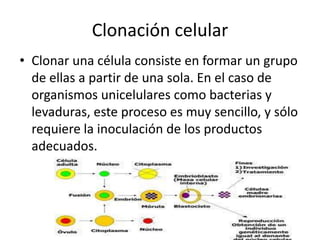Clonación celular
• Clonar una célula consiste en formar un grupo
  de ellas a partir de una sola. En el caso de
  organismos unicelulares como bacterias y
  levaduras, este proceso es muy sencillo, y sólo
  requiere la inoculación de los productos
  adecuados.
 