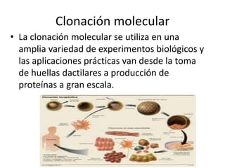 Clonación molecular
• La clonación molecular se utiliza en una
  amplia variedad de experimentos biológicos y
  las aplicaciones prácticas van desde la toma
  de huellas dactilares a producción de
  proteínas a gran escala.
 