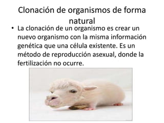 Clonación de organismos de forma
               natural
• La clonación de un organismo es crear un
  nuevo organismo con la misma información
  genética que una célula existente. Es un
  método de reproducción asexual, donde la
  fertilización no ocurre.
 