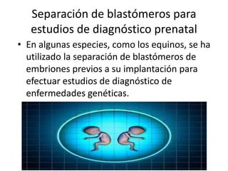 Separación de blastómeros para
   estudios de diagnóstico prenatal
• En algunas especies, como los equinos, se ha
  utilizado la separación de blastómeros de
  embriones previos a su implantación para
  efectuar estudios de diagnóstico de
  enfermedades genéticas.
 