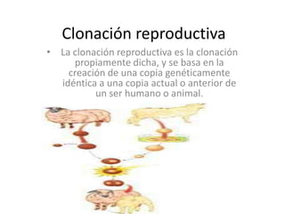 Clonación reproductiva
• La clonación reproductiva es la clonación
     propiamente dicha, y se basa en la
    creación de una copia genéticamente
  idéntica a una copia actual o anterior de
          un ser humano o animal.
 
