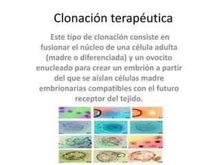 Clonación terapéutica
    Este tipo de clonación consiste en
 fusionar el núcleo de una célula adulta
   (madre o diferenciada) y un ovocito
enucleado para crear un embrión a partir
     del que se aíslan células madre
 embrionarias compatibles con el futuro
            receptor del tejido.
 