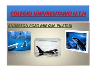 COLEGIO UNIVRESITARIO U.T.N
ANDERSON POZO MIRYAN PILATAXI
 