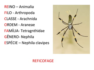 REINO – Animalia
FILO - Arthropoda
CLASSE - Arachnida
ORDEM - Araneae
FAMÍLIA- Tetragnthidae
GÊNERO- Nephila
ESPÉCIE – Nephila clavipes



                REFICOFAGE
 