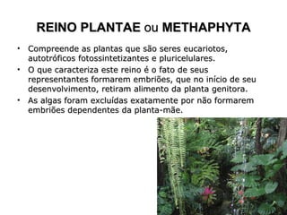 REINO PLANTAE ou METHAPHYTA
•   Compreende as plantas que são seres eucariotos,
    autotróficos fotossintetizantes e pluricelulares.
•   O que caracteriza este reino é o fato de seus
    representantes formarem embriões, que no início de seu
    desenvolvimento, retiram alimento da planta genitora.
•   As algas foram excluídas exatamente por não formarem
    embriões dependentes da planta-mãe.
 